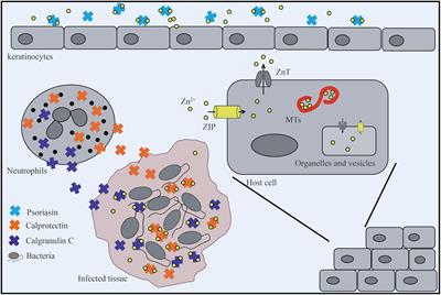 Strategies for Zinc Uptake in Pseudomonas aeruginosa at the Host–Pathogen Interface